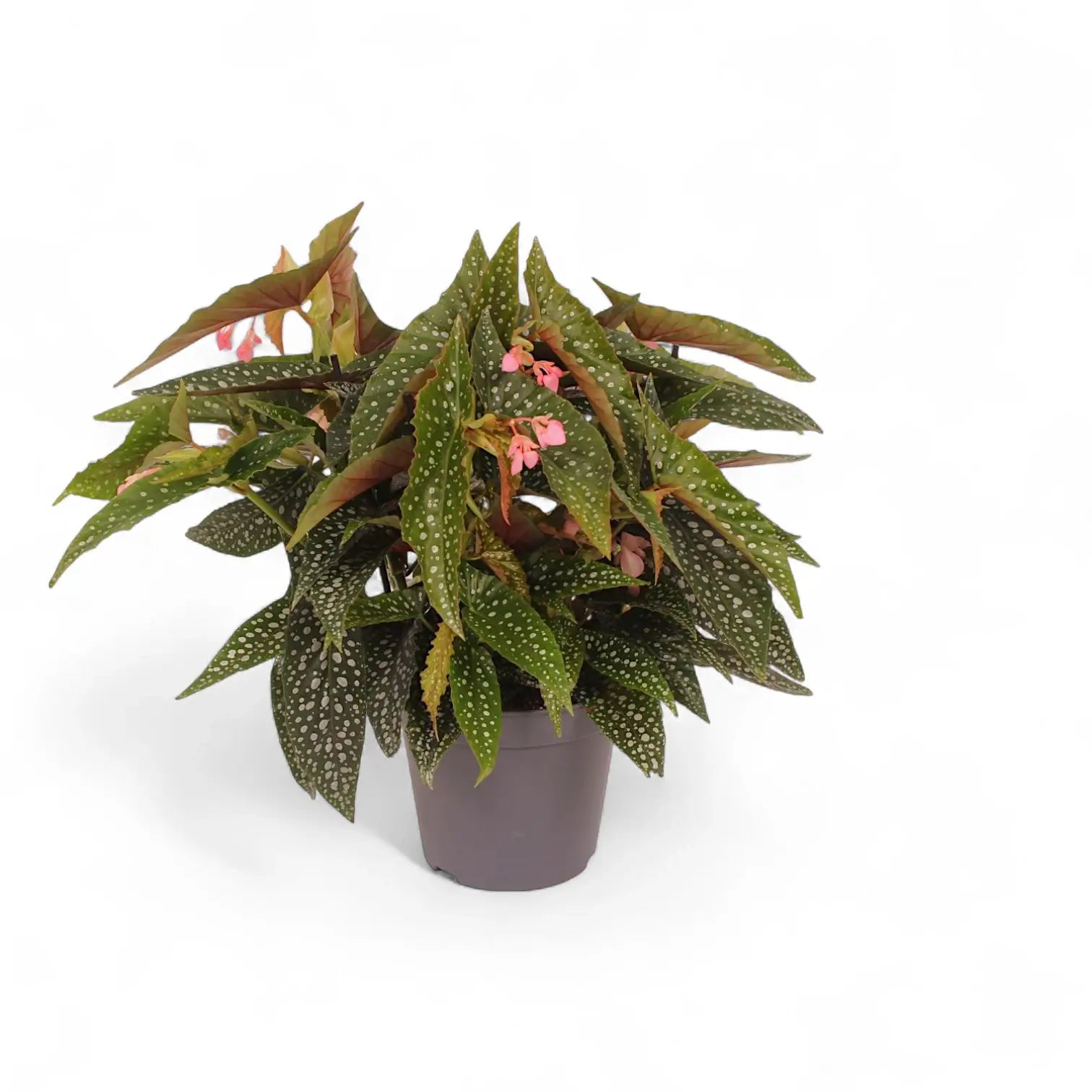Begonia maculata 'Double Dot' potted plant in nursery pot on white background.