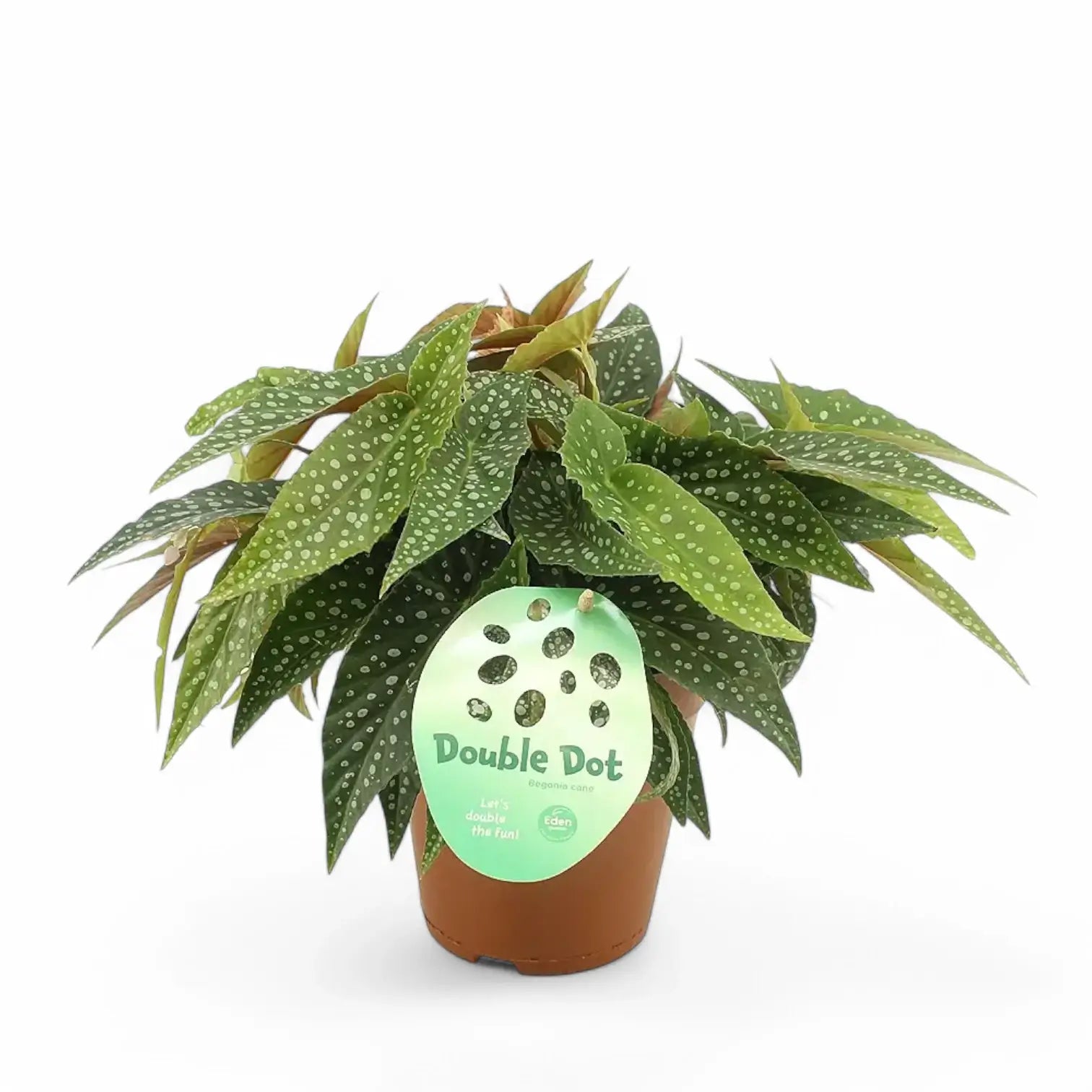 Begonia maculata 'Double Dot' potted plant in nursery pot on white background.
