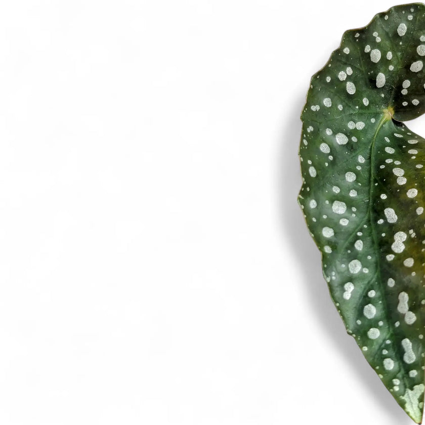 Begonia maculata 'Polka dot' close-up of leaf on white background.