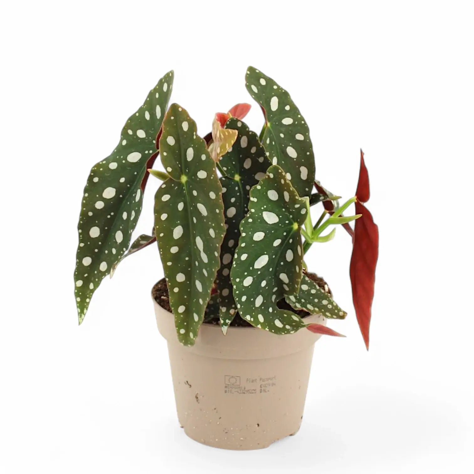 Begonia maculata 'Polka dot' potted plant in nursery pot on white background.