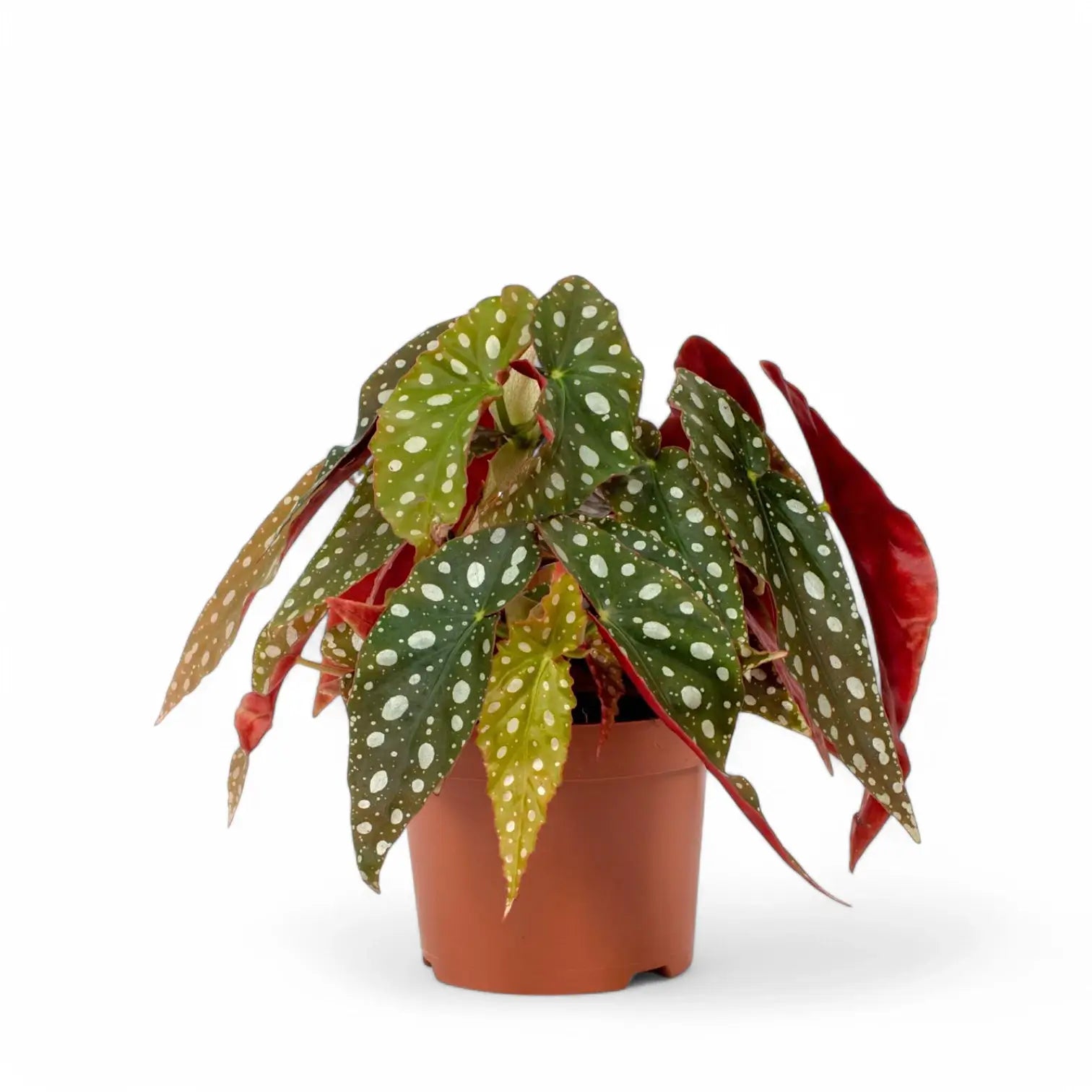 Begonia maculata 'Polka dot' potted plant in nursery pot on white background.