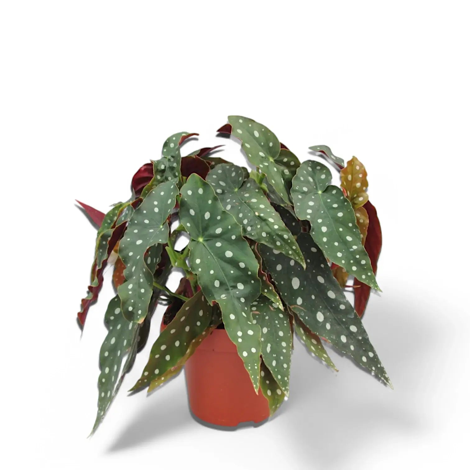 Begonia maculata 'Polka dot' potted plant in nursery pot on white background.
