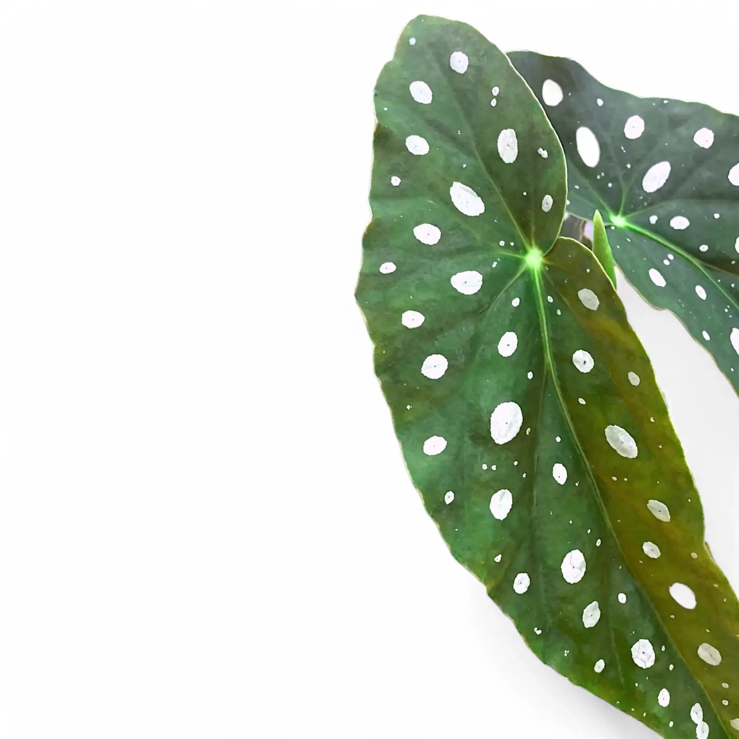 Begonia maculata 'Polka dot' potted plant in nursery pot on white background.