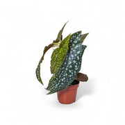 Begonia maculata 'Polka dot' potted plant in nursery pot on white background.