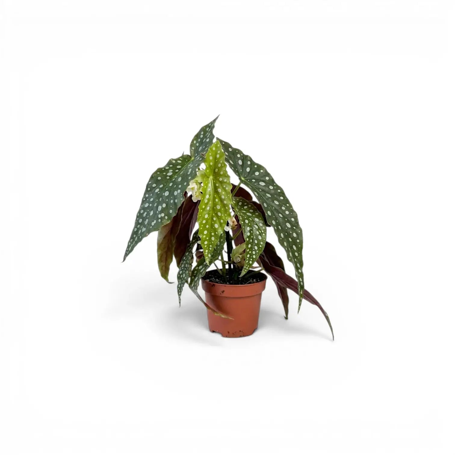 Begonia maculata 'Polka Dot' baby plant in a nursery pot.