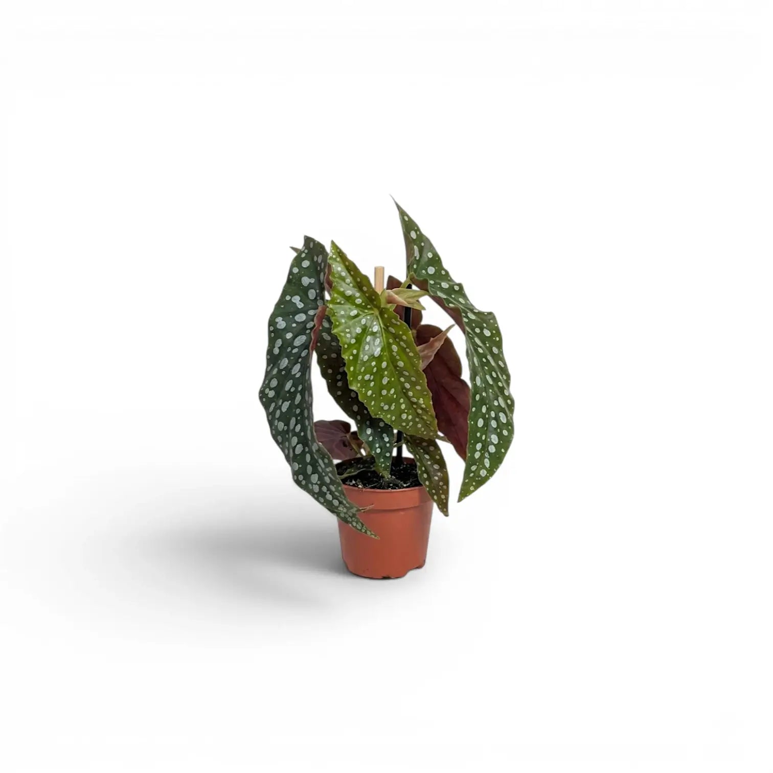 Begonia maculata 'Polka Dot' baby plant in a nursery pot.