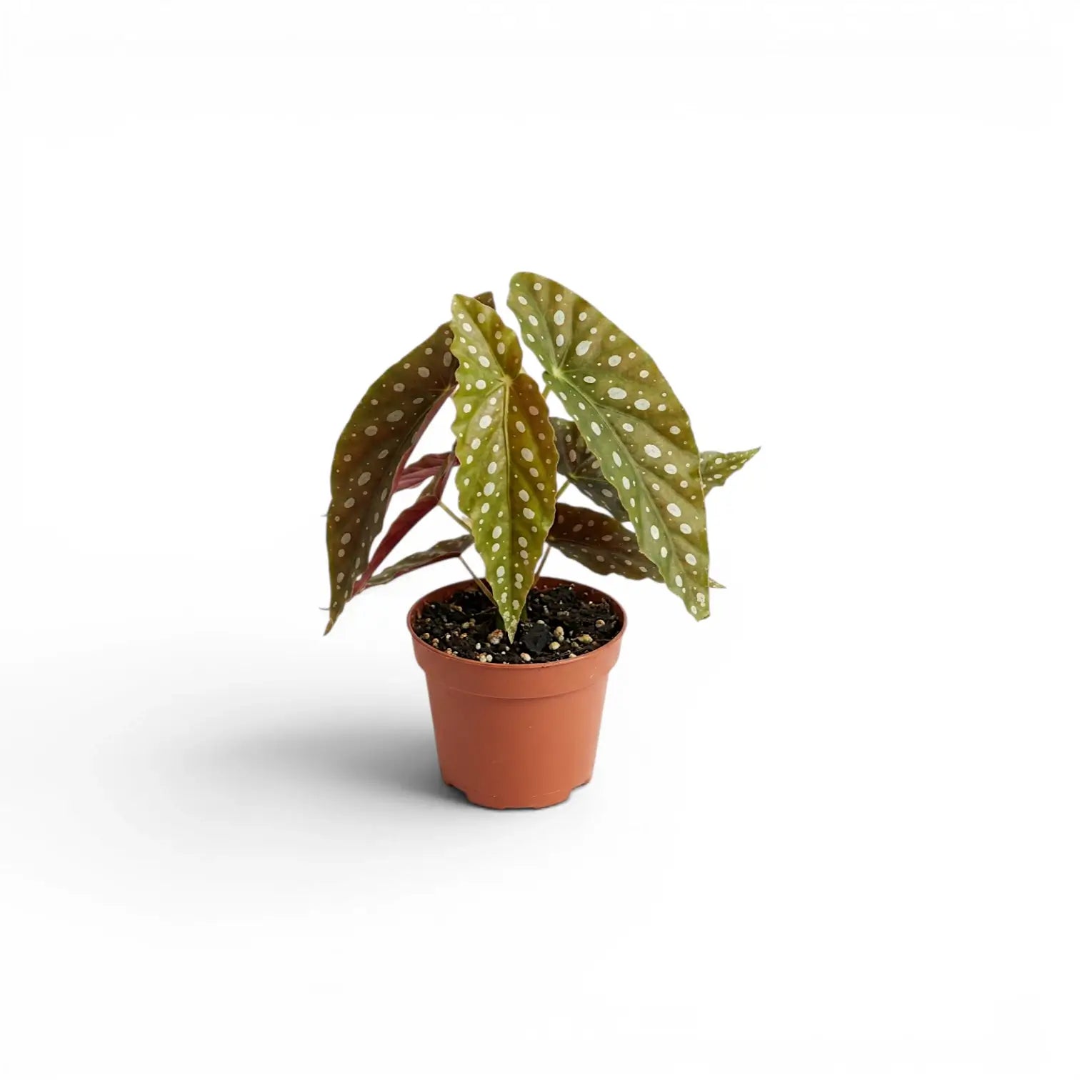 Begonia maculata 'Polka Dot' baby plant in a nursery pot.