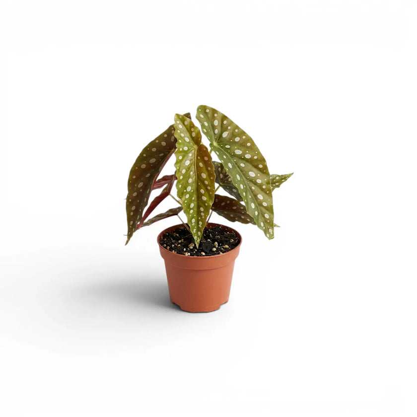 Begonia maculata 'Polka Dot' baby plant in a nursery pot.