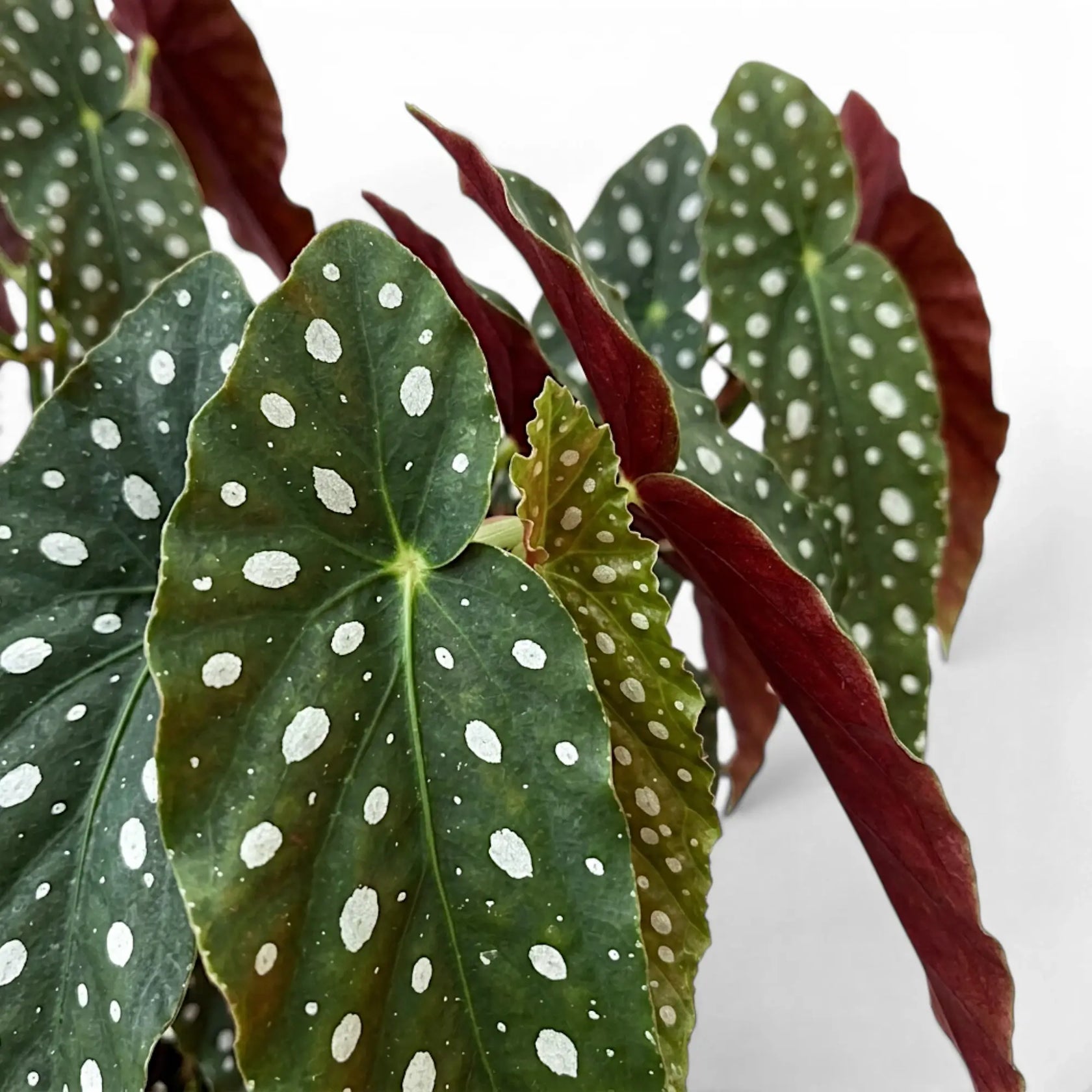 Close-up of Begonia maculata 'Polka Dot' leaves.