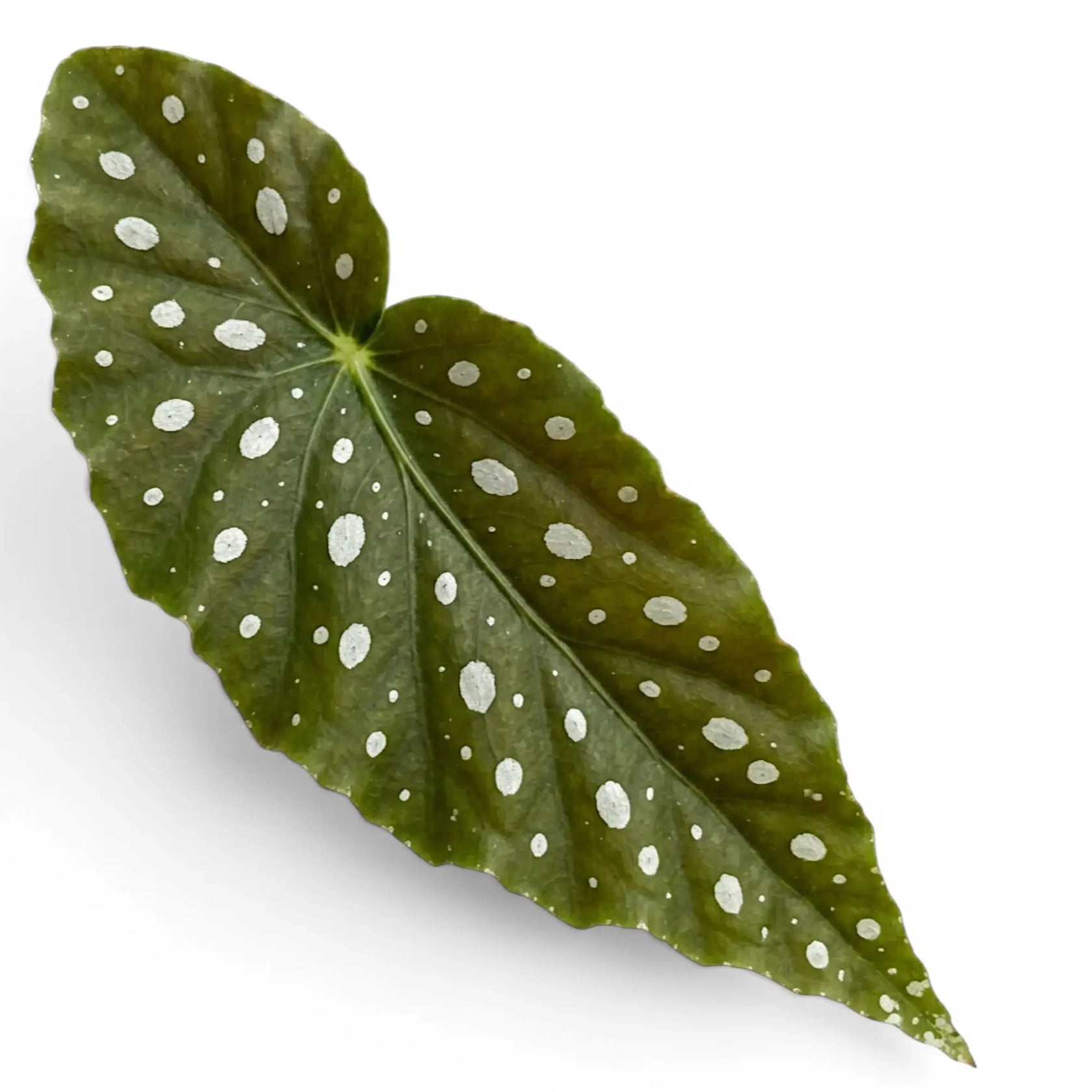 Close-up of Begonia maculata 'Polka Dot' leaves.