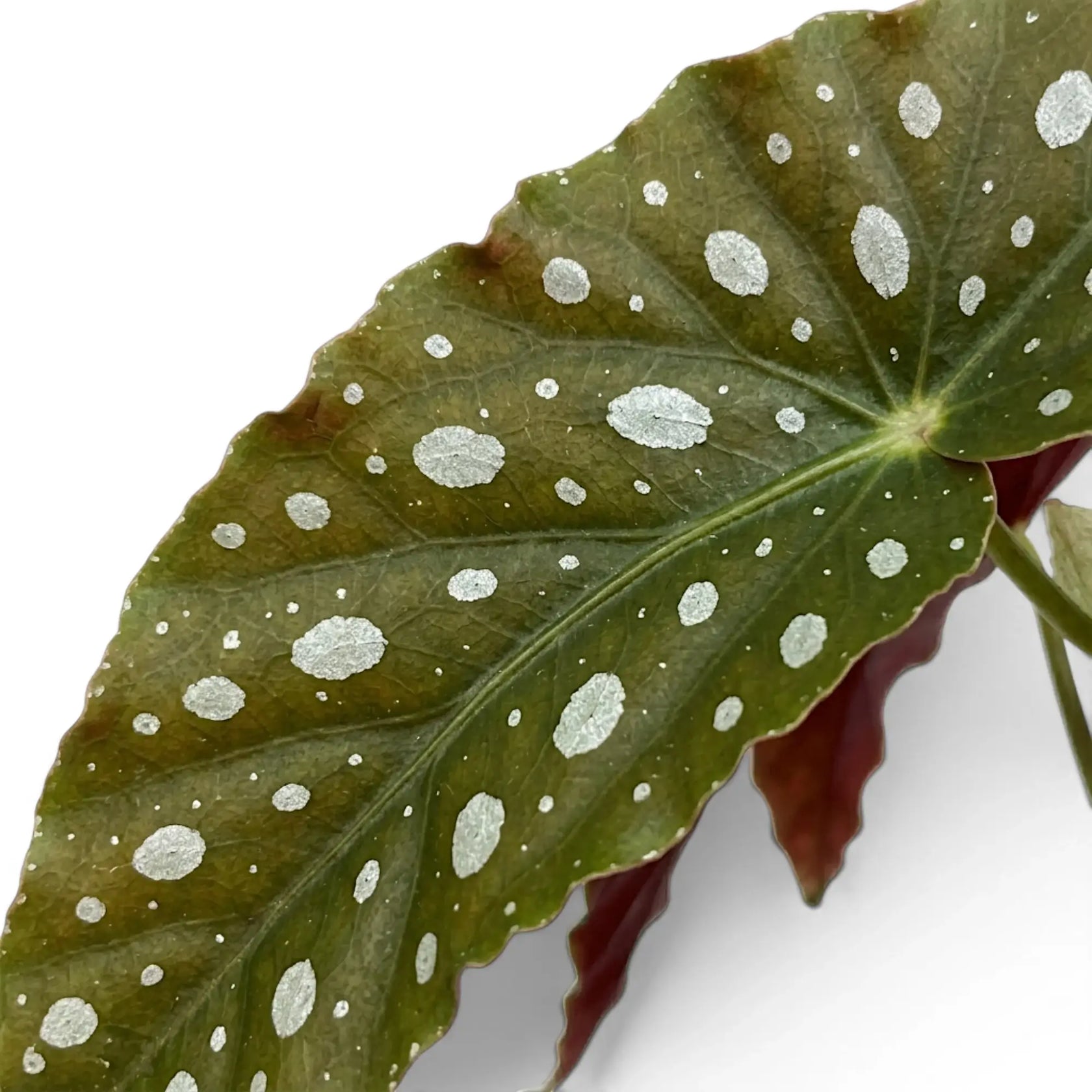 Close-up of Begonia maculata 'Polka Dot' leaves.