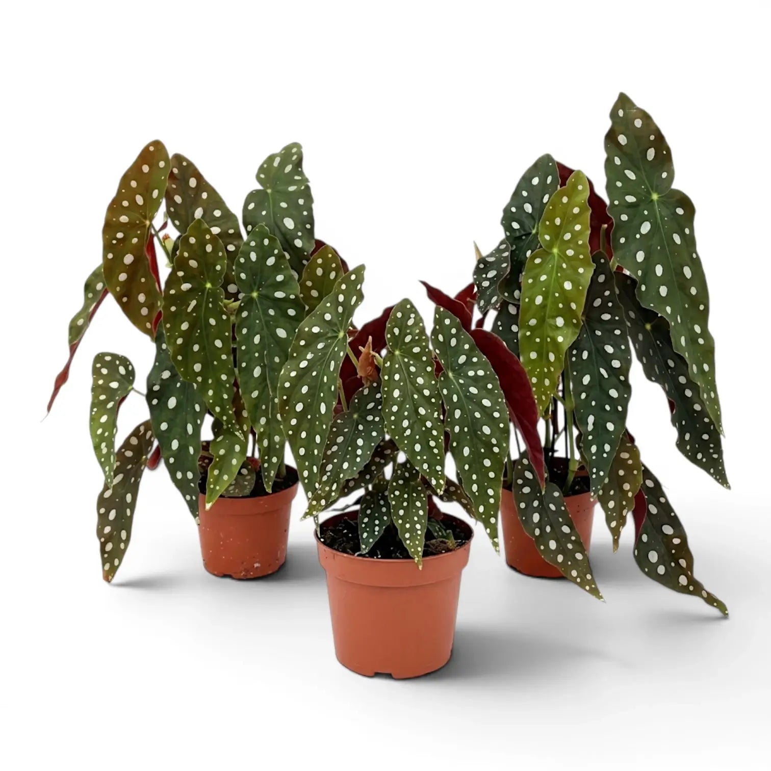 Begonia maculata 'Polka Dot' plant in a nursery pot.