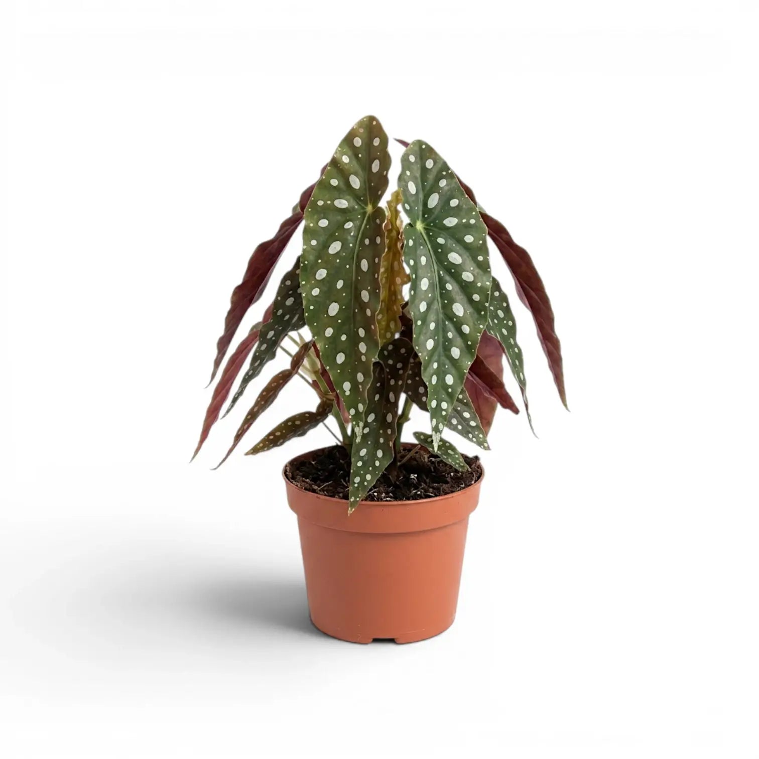 Begonia maculata 'Polka Dot' plant in a nursery pot.