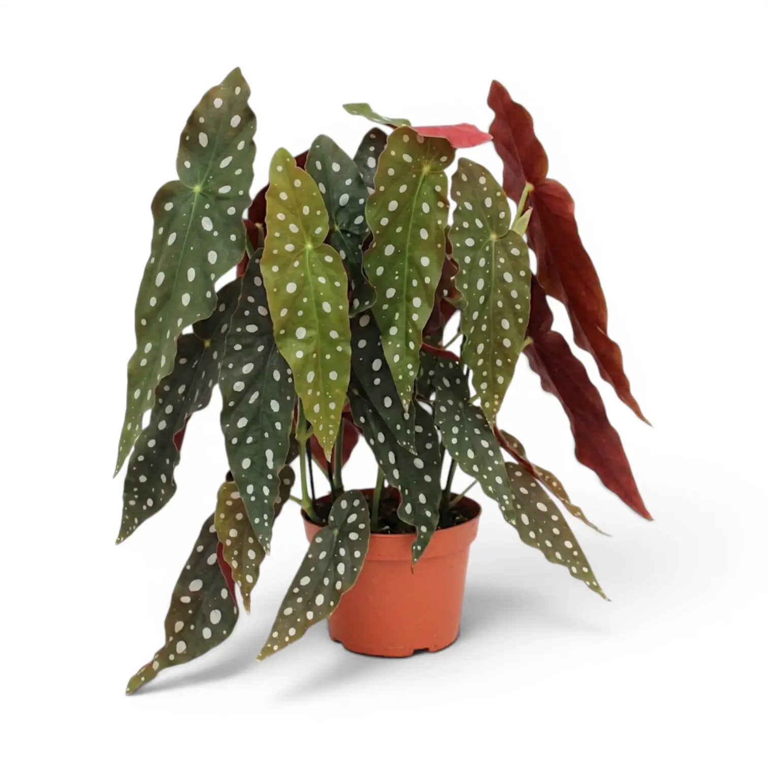 Begonia maculata 'Polka Dot' plant in a nursery pot.