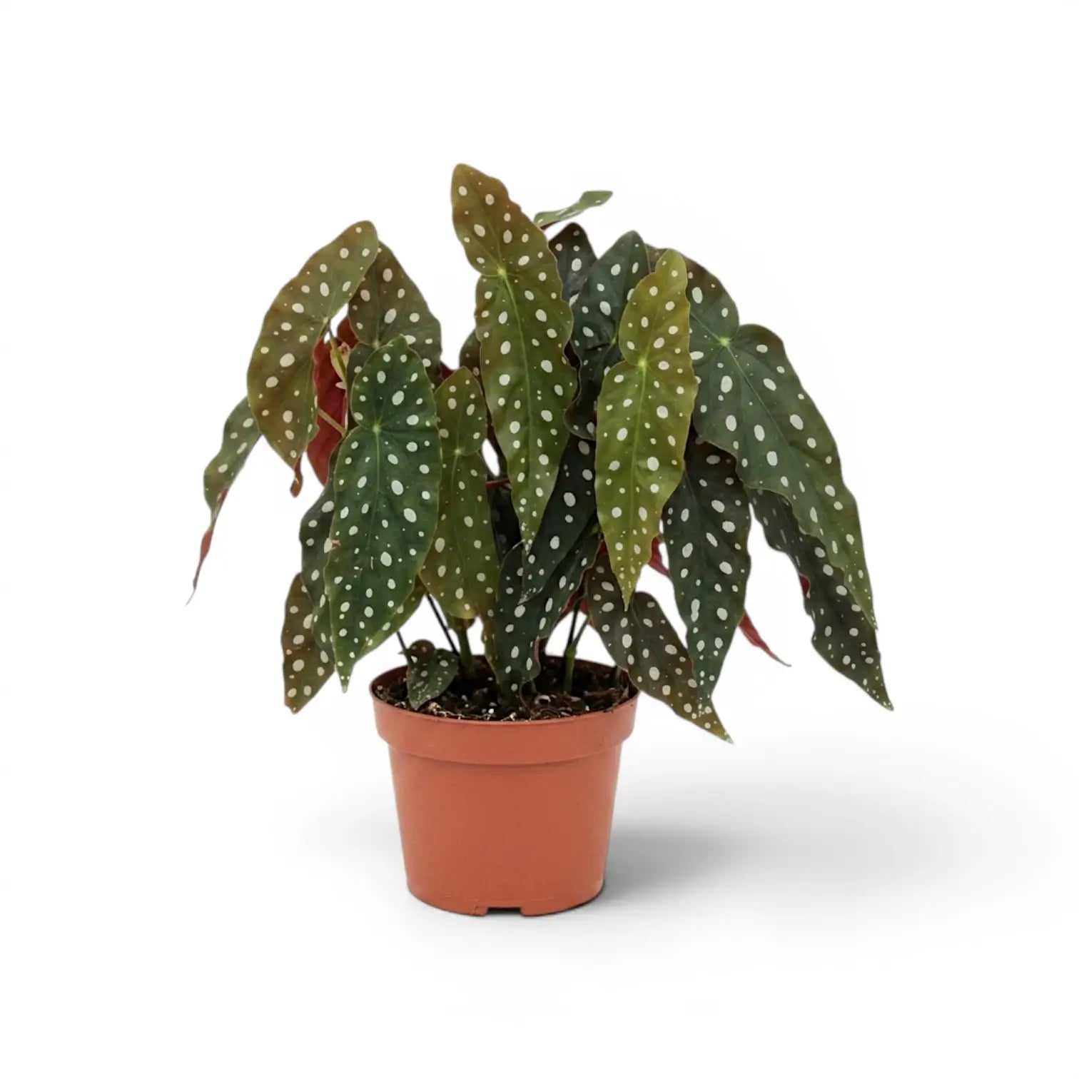 Begonia maculata 'Polka Dot' plant in a nursery pot.