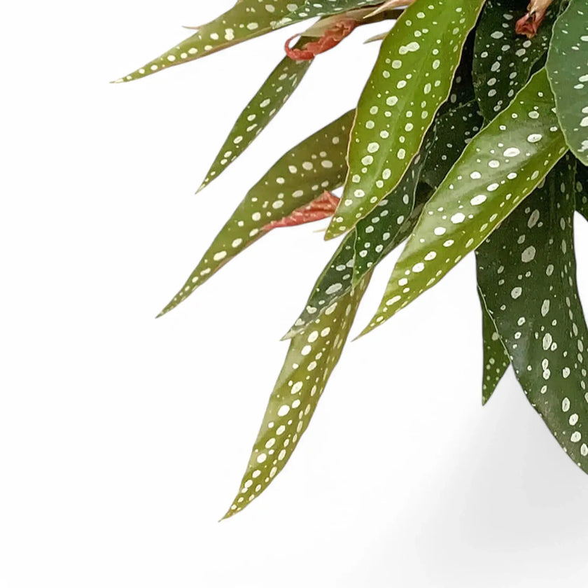 Begonia maculata ‘Tamaya’ – Blattdetail vor weißem Hintergrund..