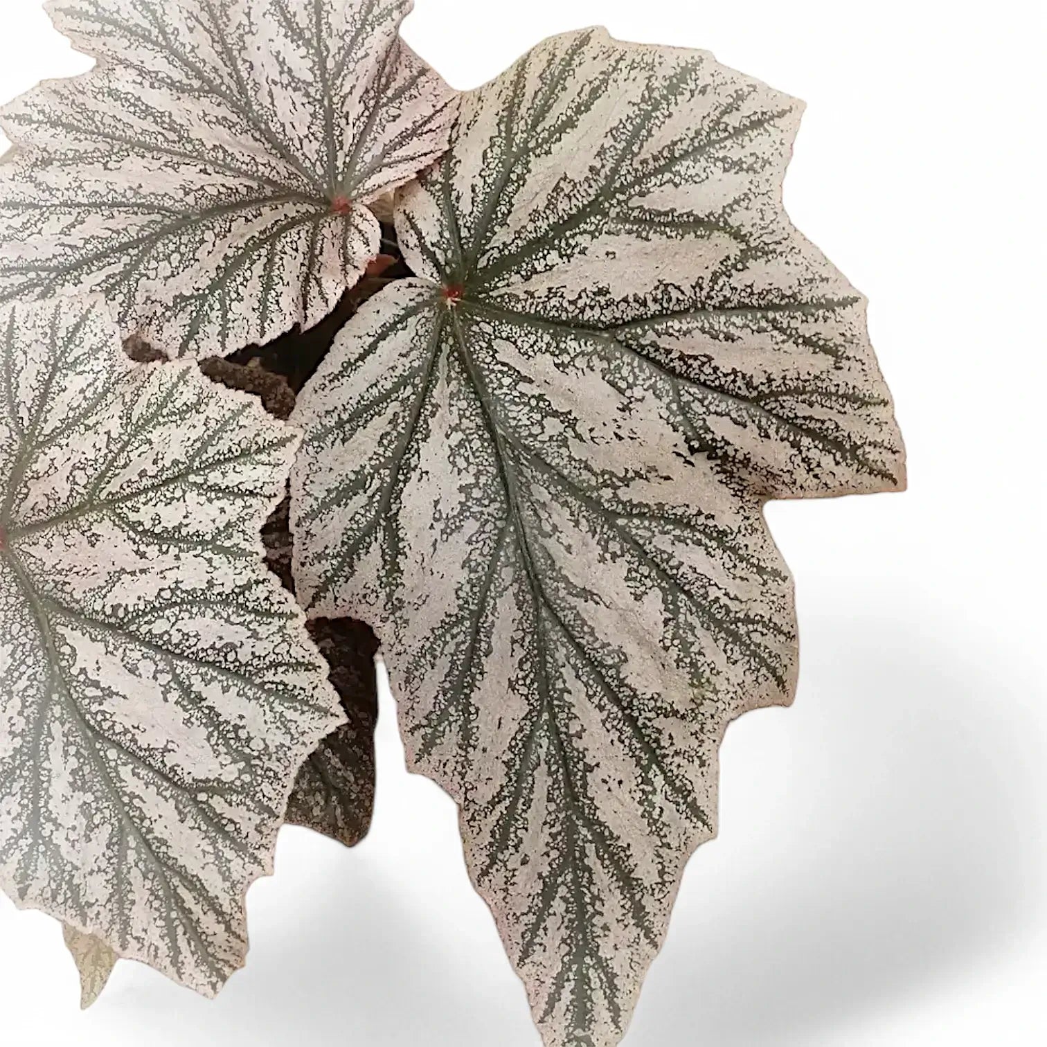Begonia 'Pink Minx' leaf detail on white background.