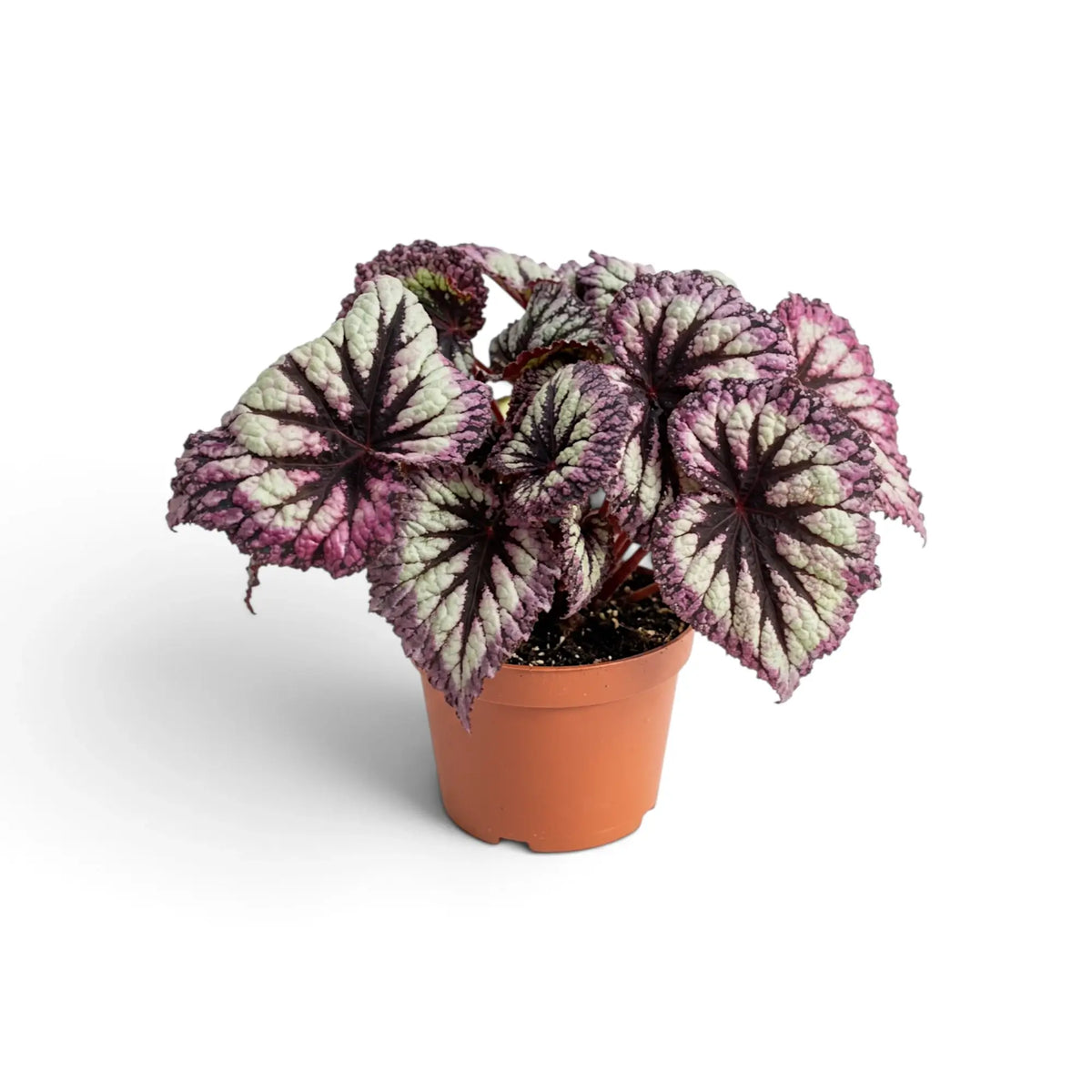 Begonia ‘Fireworks’ in a nursery pot, showing silver-green leaves with dark markings