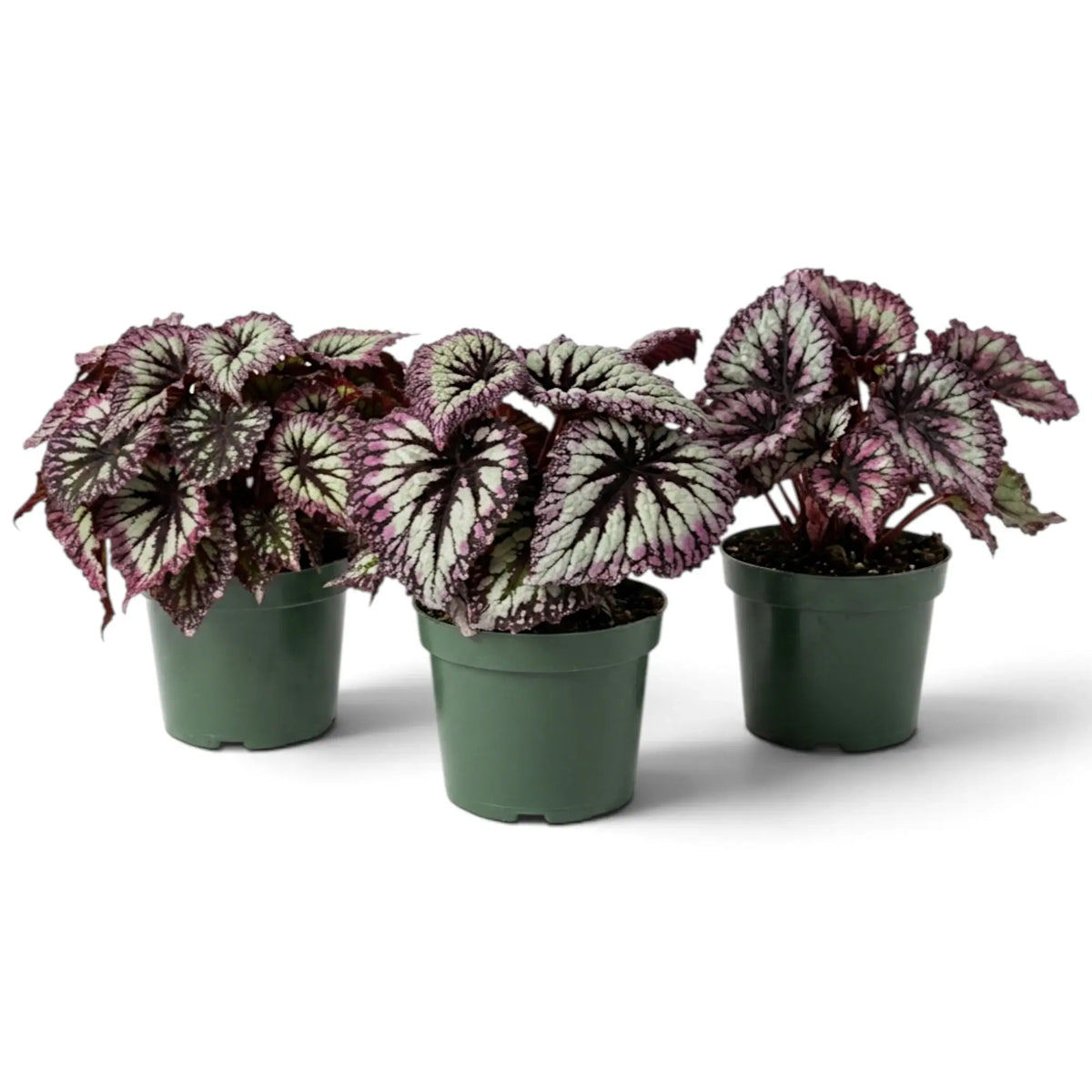 Begonia ‘Fireworks’ in a nursery pot, showing silver-green leaves with dark markings