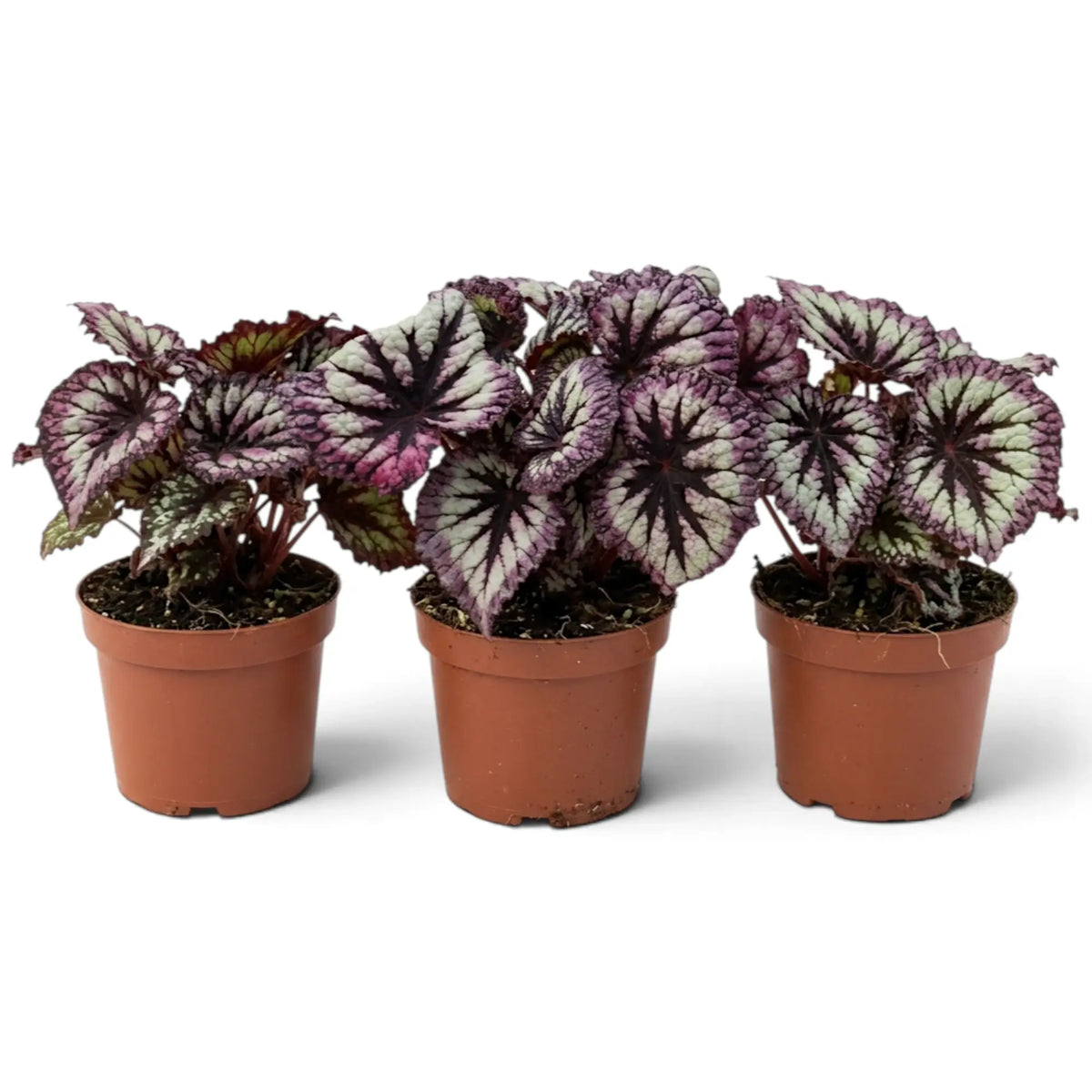 Begonia ‘Fireworks’ in a nursery pot, showing silver-green leaves with dark markings