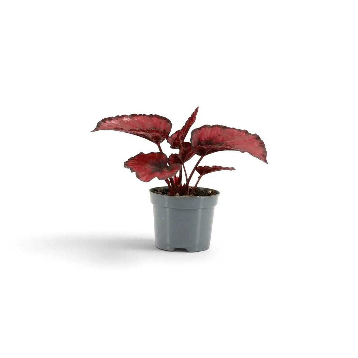 Junge Begonia ‘Red Kiss’ im Kulturtopf mit kleinen rundlichen Blättern in Rot, Silbergrau und nahezu Schwarz
