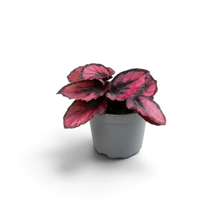 Young Begonia ‘Red Kiss’ with a dense low crown of metallic red and dark-edged leaves