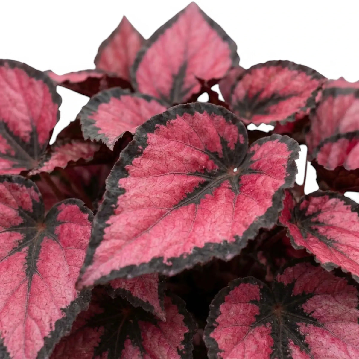 Blattdetail von Begonia ‘Red Kiss’ mit rundlichem Blatt und Zeichnung in Rot, Silbergrau und nahezu Schwarz