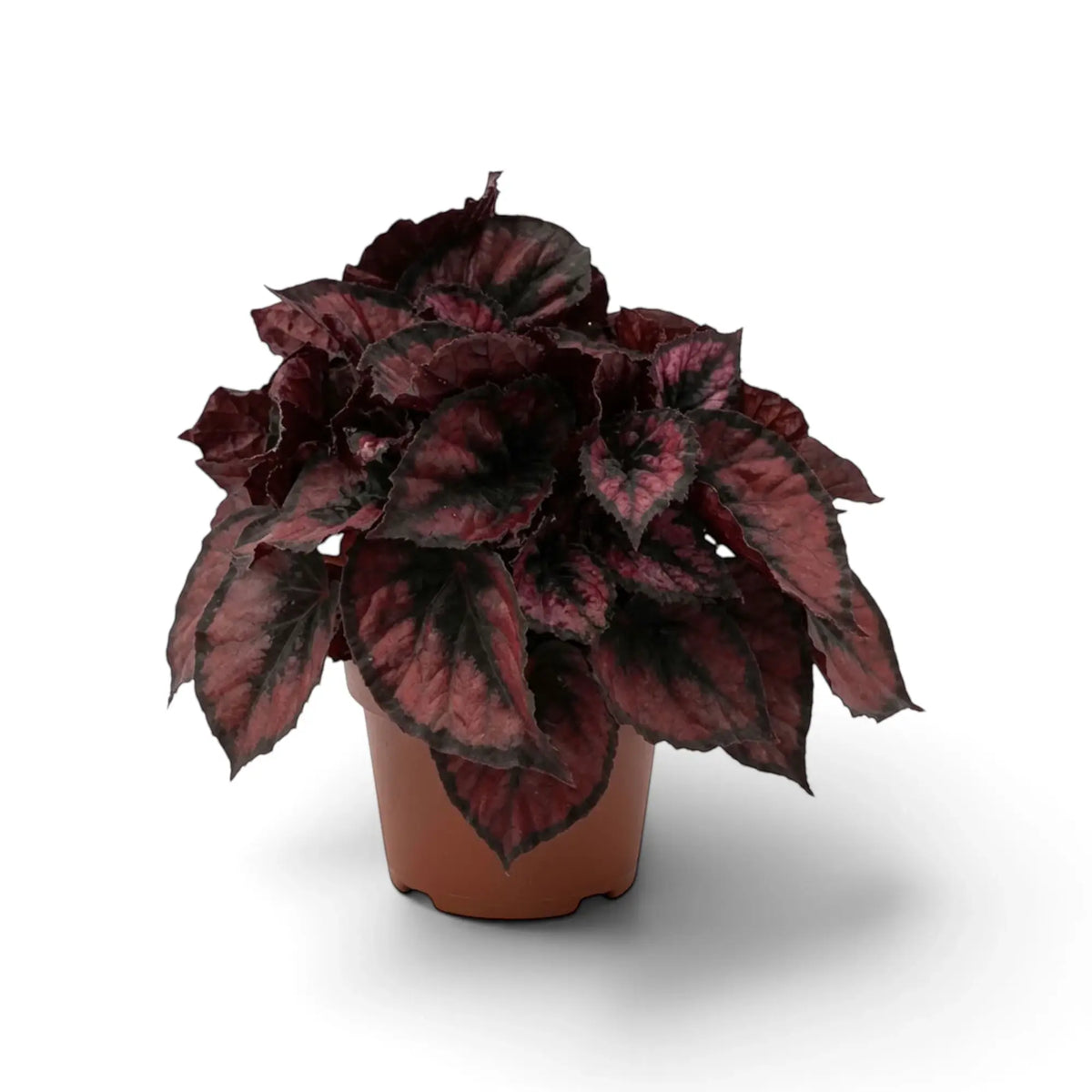 Begonia ‘Red Kiss’ im Kulturtopf: Blätter mit roter Mitte, silbergrauen Zeichnungen und nahezu schwarzen Rändern