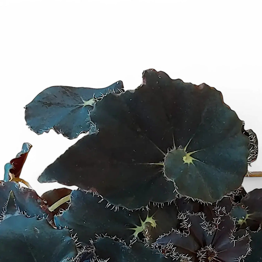 Nahaufnahme eines Blatts von Begonia rex 'Black Mambo' ('Dark Mambo') vor weißem Hintergrund.