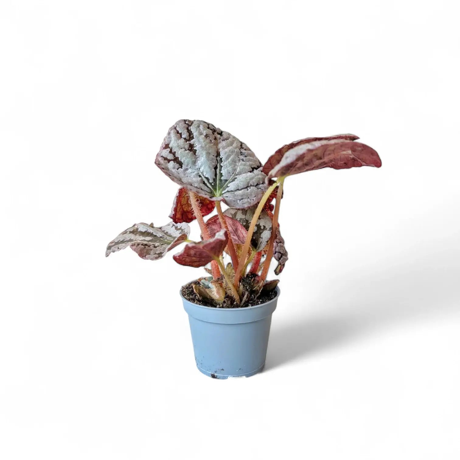 Begonia rex 'Chayo' – Zimmerpflanze im Kulturtopf auf weißem Hintergrund, Produktfoto 6.