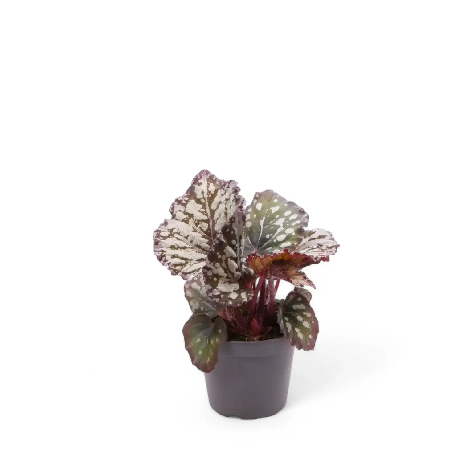 Begonia rex 'Dew Drop' potted plant in nursery pot on white background.