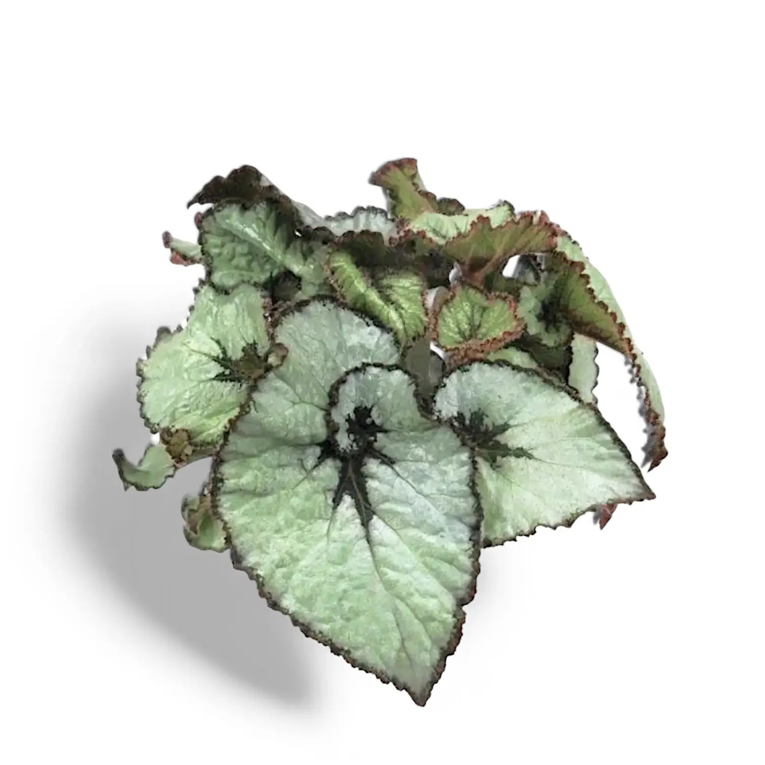 Begonia rex 'Escargot' potted plant in nursery pot on white background.