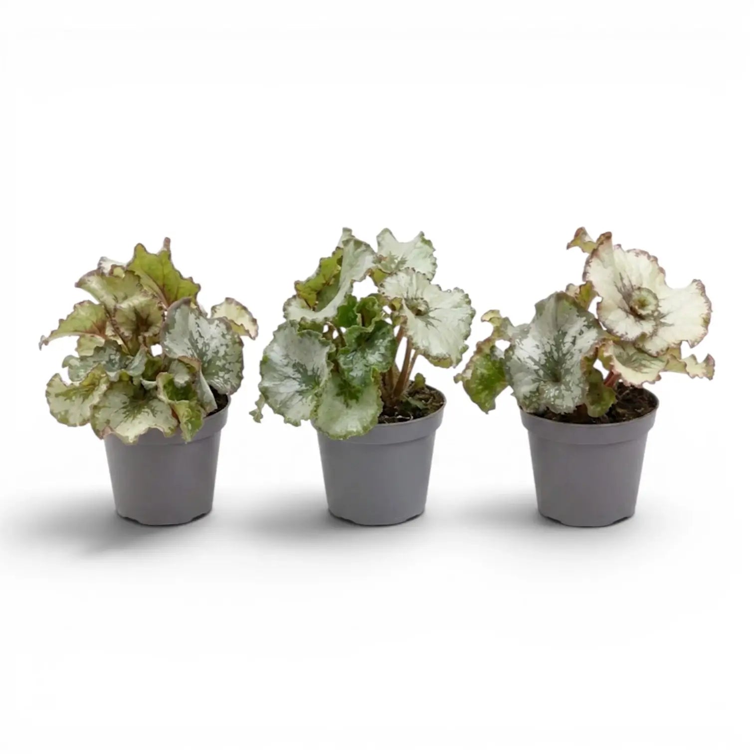Begonia rex Escargot baby plant with spiral-patterned leaves in a nursery pot.