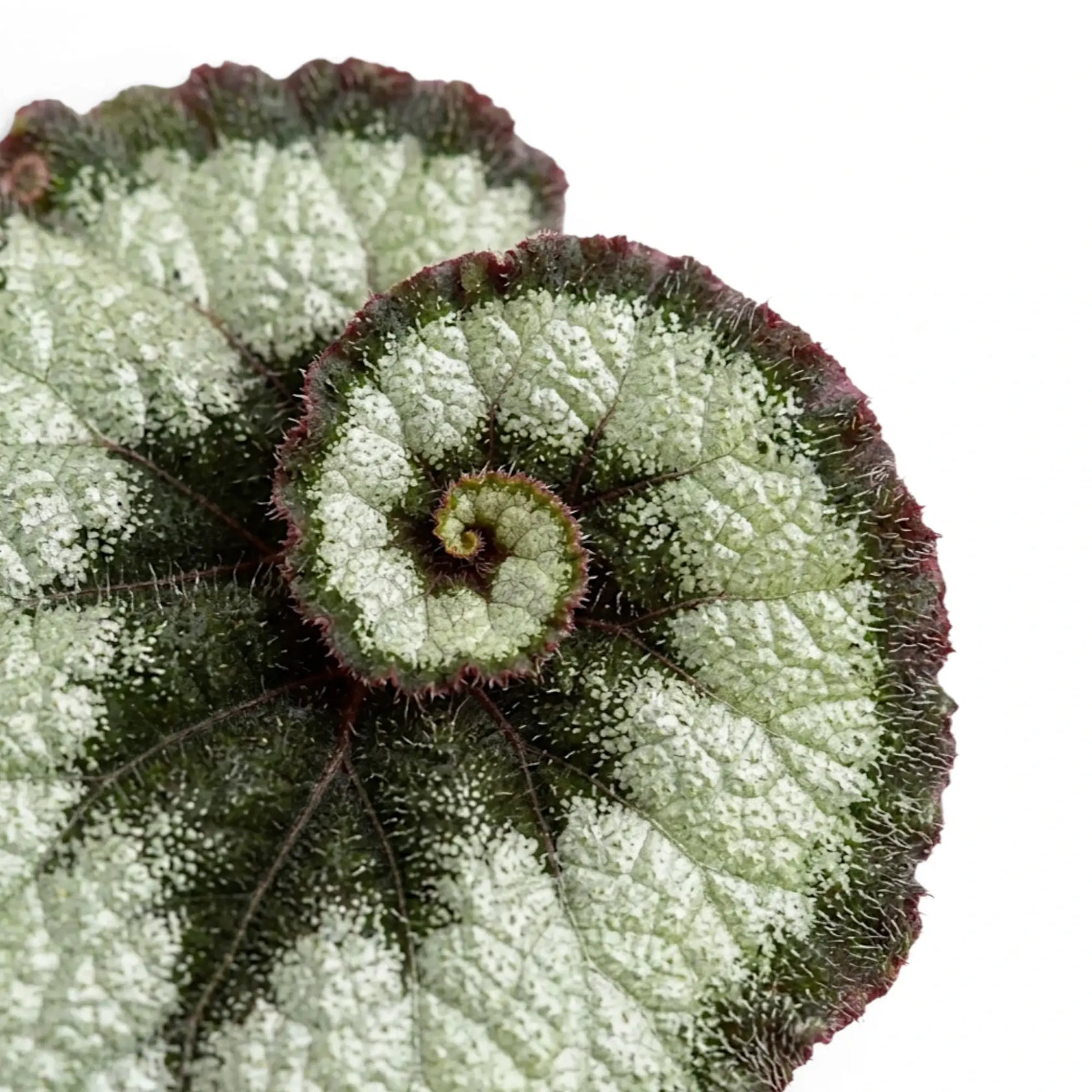 Begonia rex Escargot foliage close-up with spiral silver-green leaves.