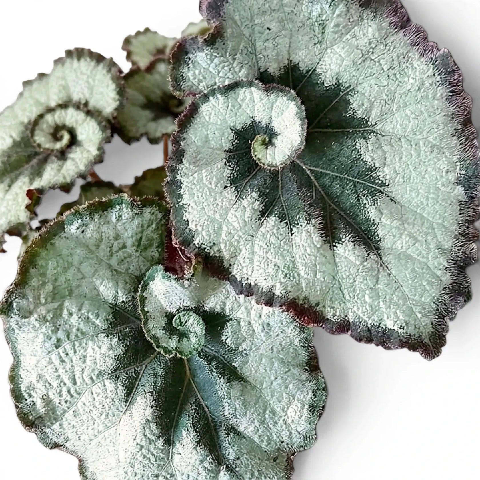 Begonia rex Escargot foliage close-up with spiral silver-green leaves.