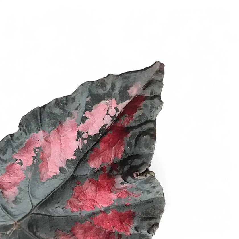 Nahaufnahme eines Blatts von Begonia rex 'Etna' vor weißem Hintergrund.