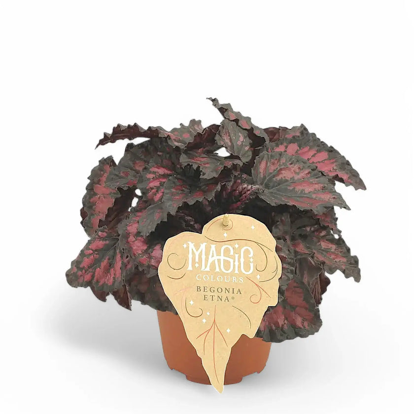 Begonia rex 'Etna' potted plant in nursery pot on white background.