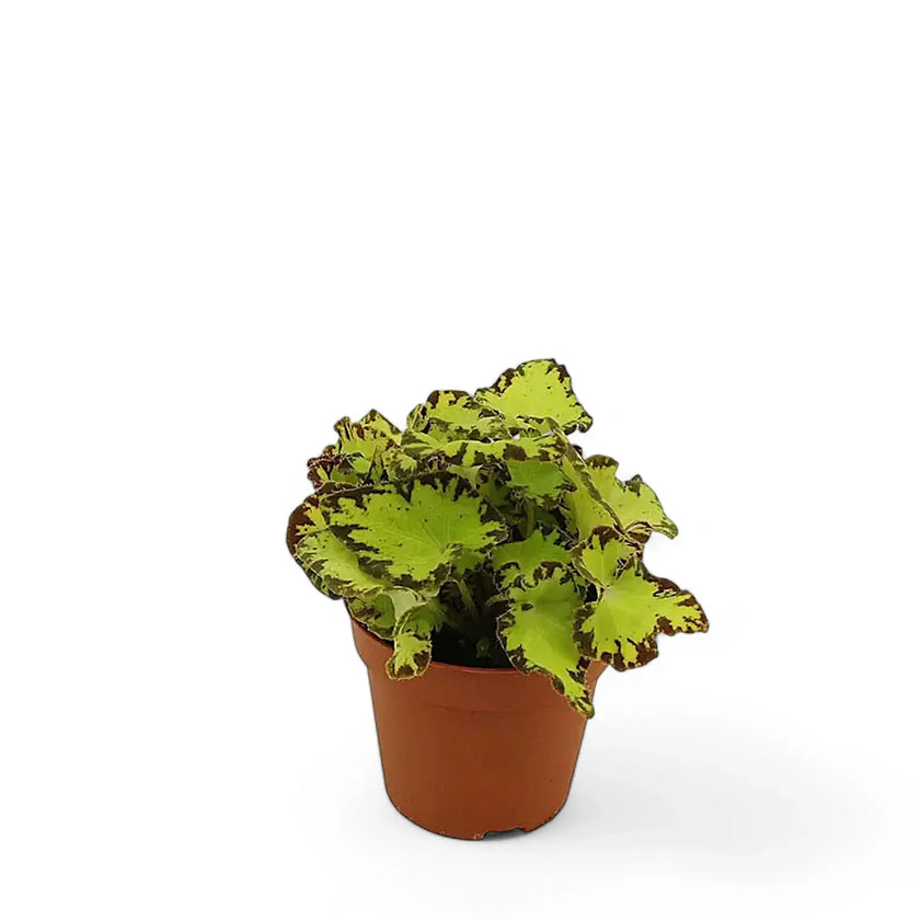 Begonia rex 'Jive' potted plant in nursery pot on white background.