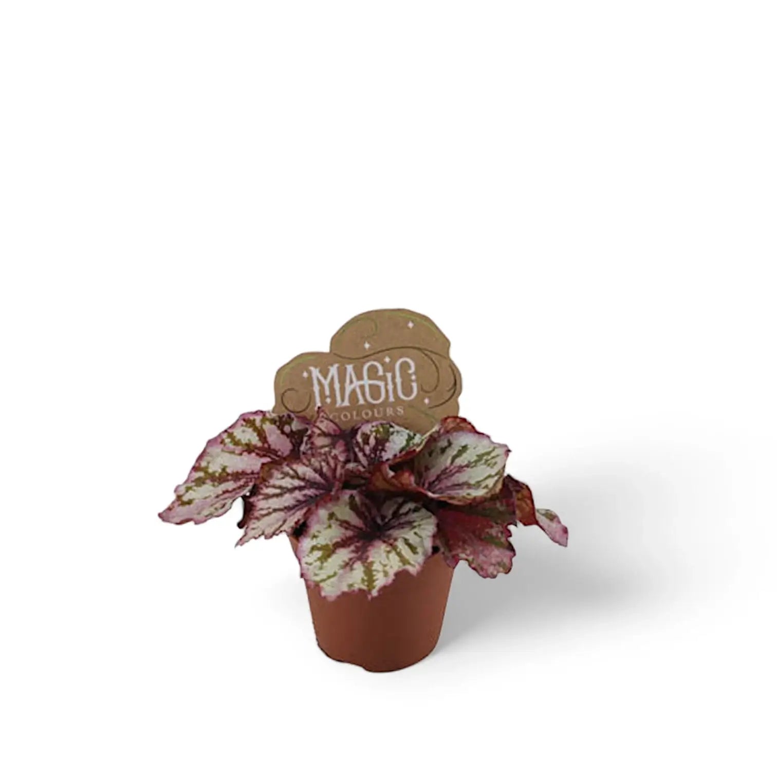 Begonia rex 'Lambada' potted plant in nursery pot on white background.