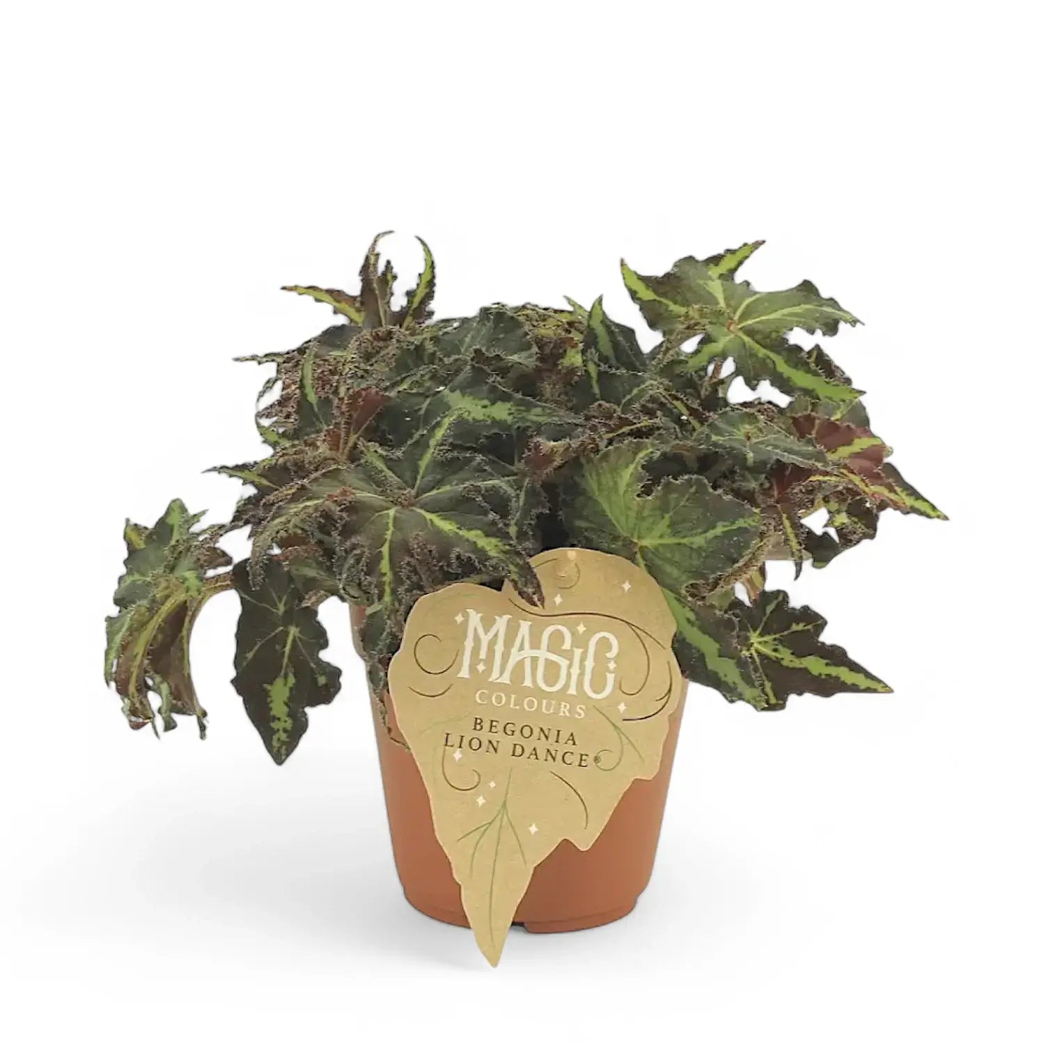 Begonia rex 'Lion Dance' potted plant in nursery pot on white background.