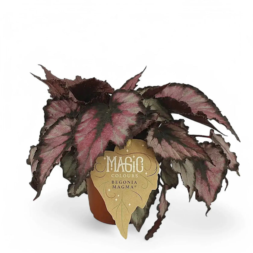 Begonia rex 'Magma' potted plant in nursery pot on white background.