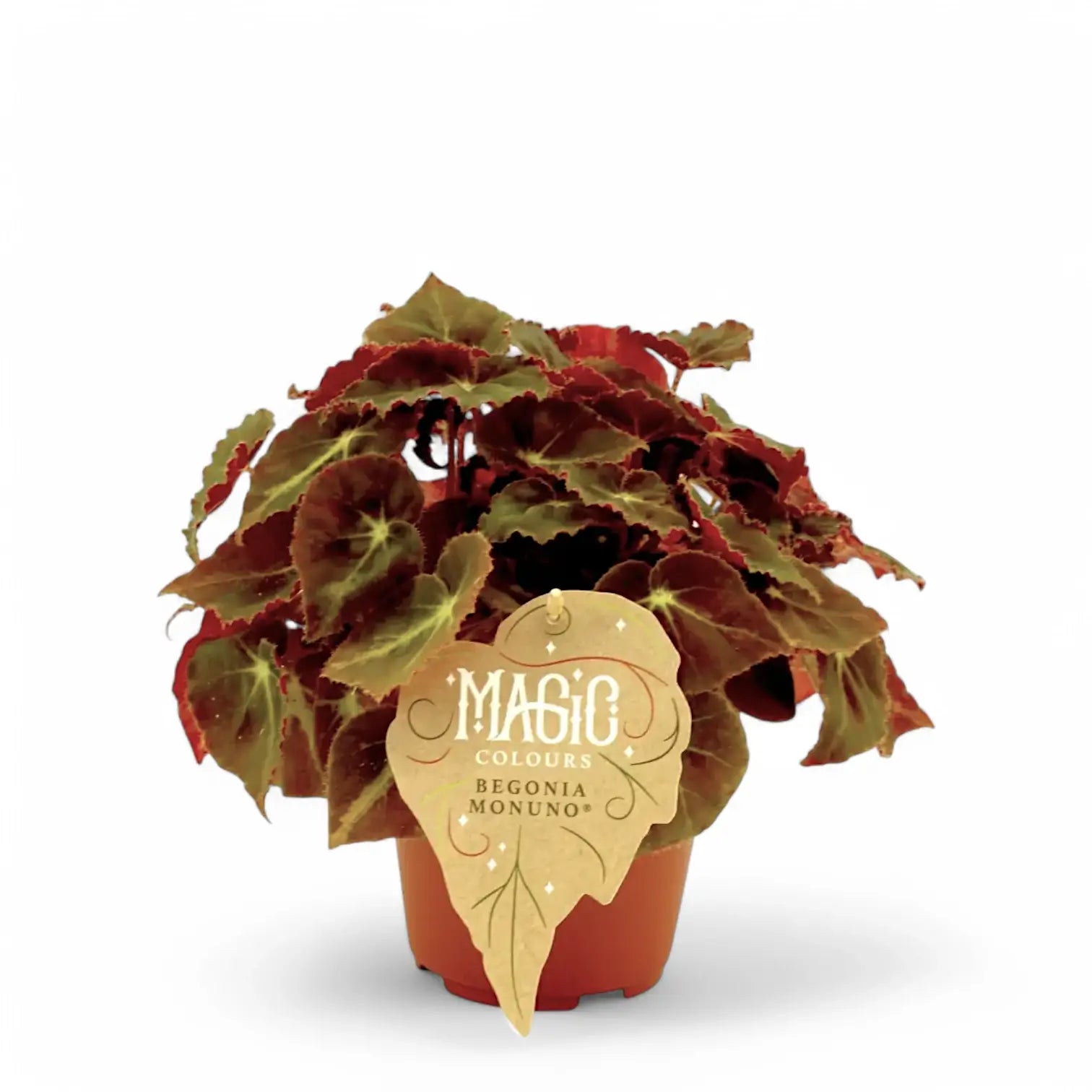 Begonia rex 'Montuno' potted plant in nursery pot on white background.