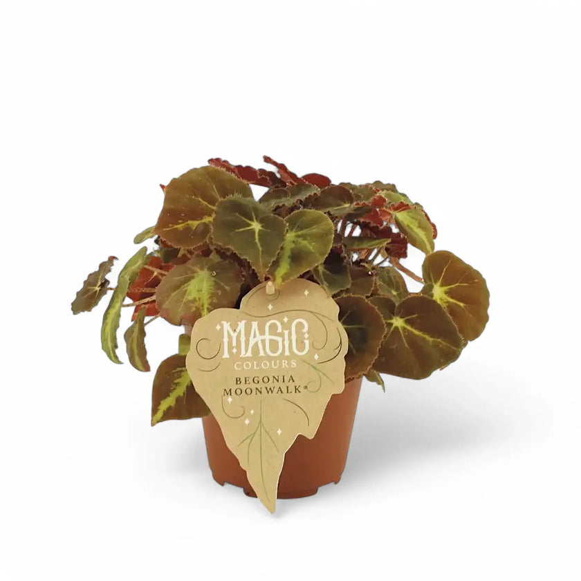 Begonia rex 'Moonwalk' potted plant in nursery pot on white background.
