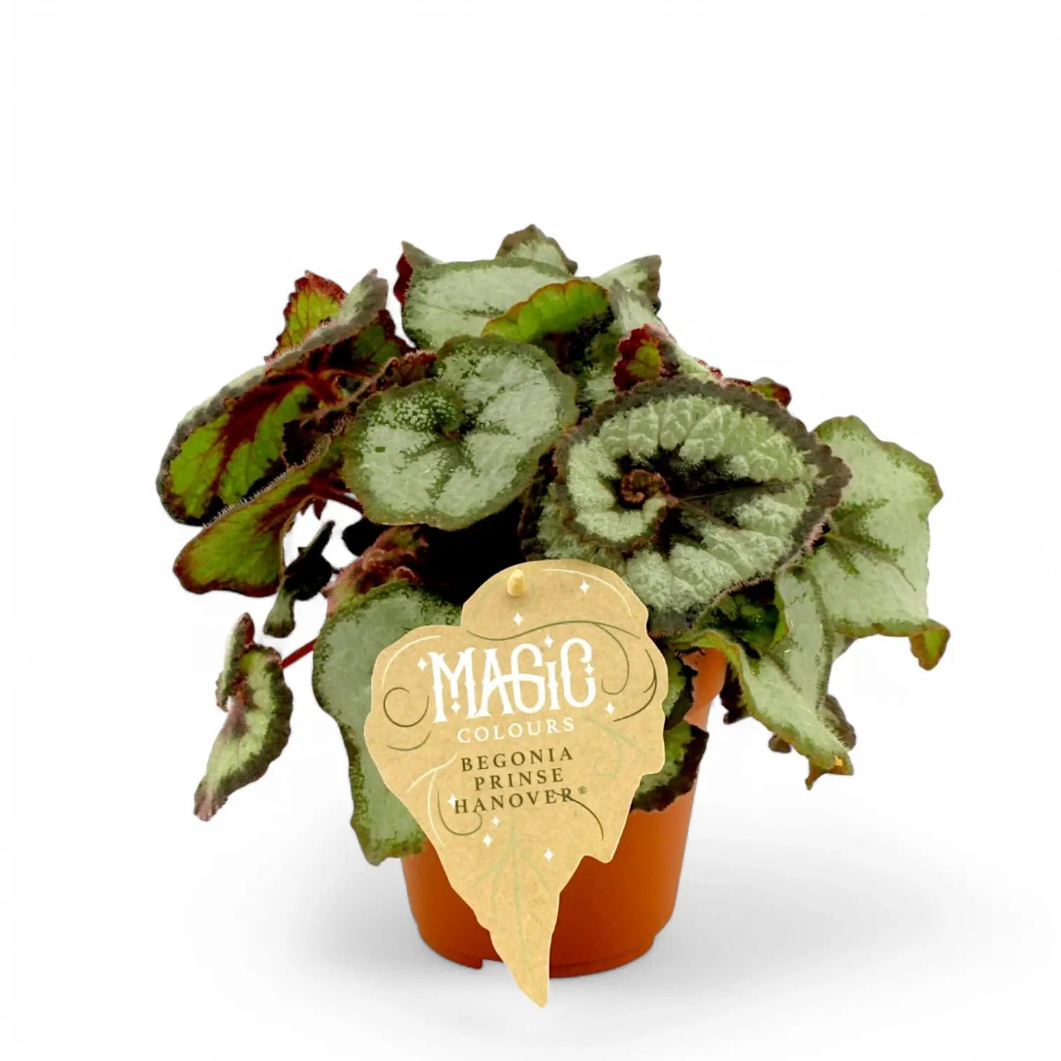 Begonia rex 'Princess Hanover' potted plant in nursery pot on white background.