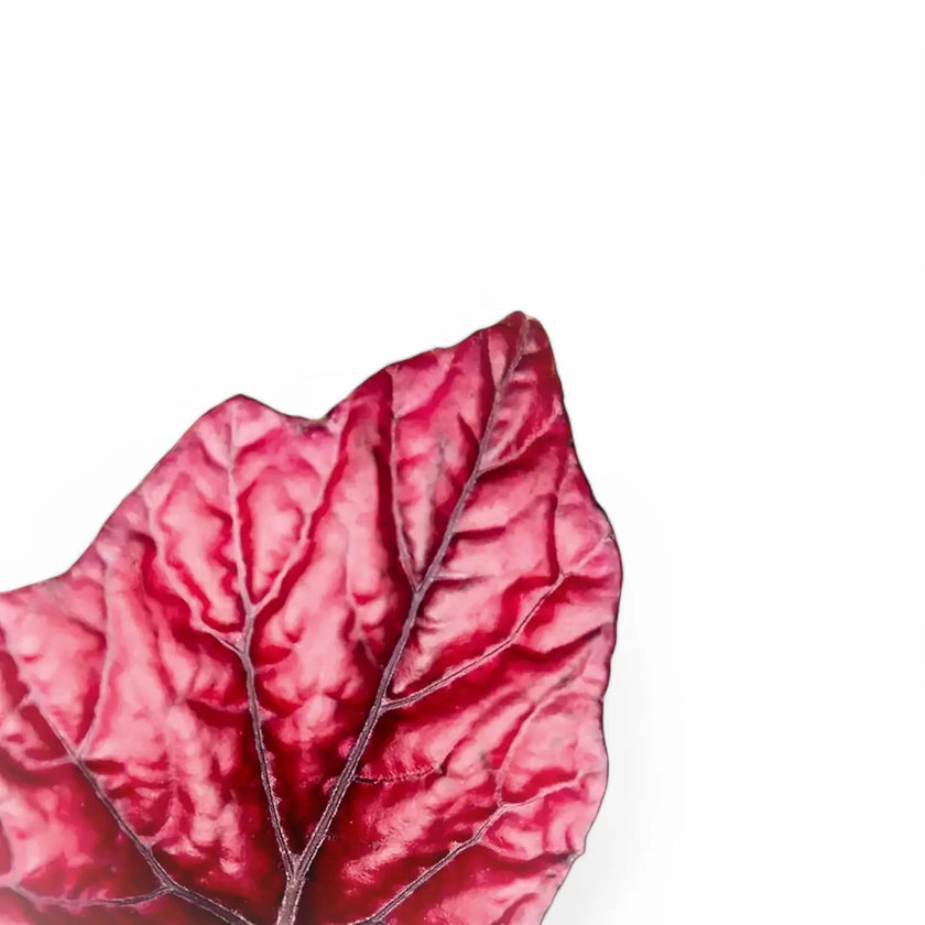 Begonia rex 'Red Bull' – Blattdetail vor weißem Hintergrund..