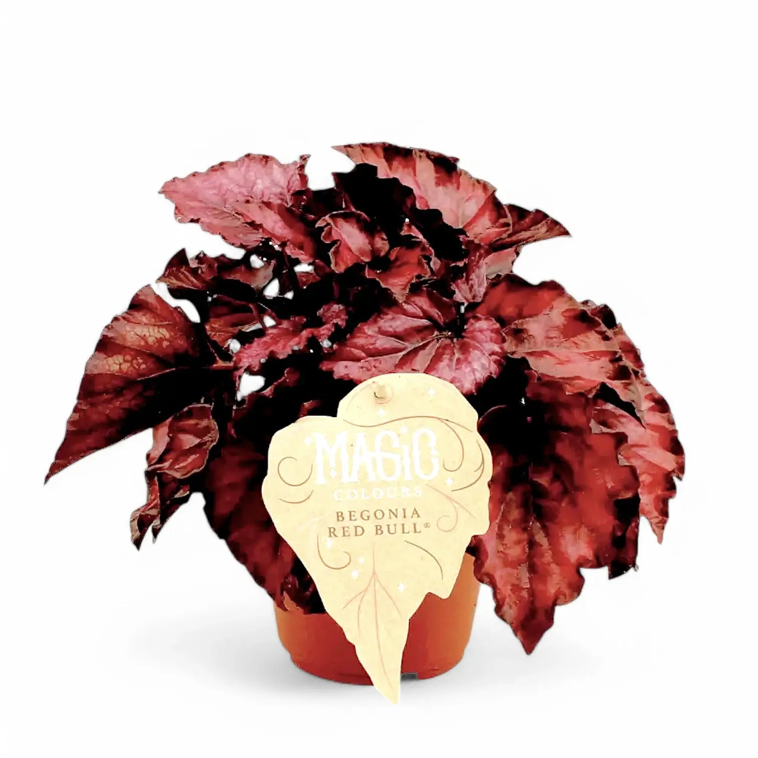 Begonia rex 'Red Bull' potted plant in nursery pot on white background.