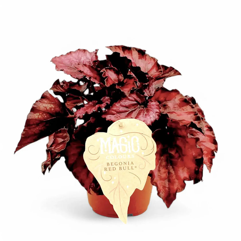Begonia rex 'Red Bull' potted plant in nursery pot on white background.