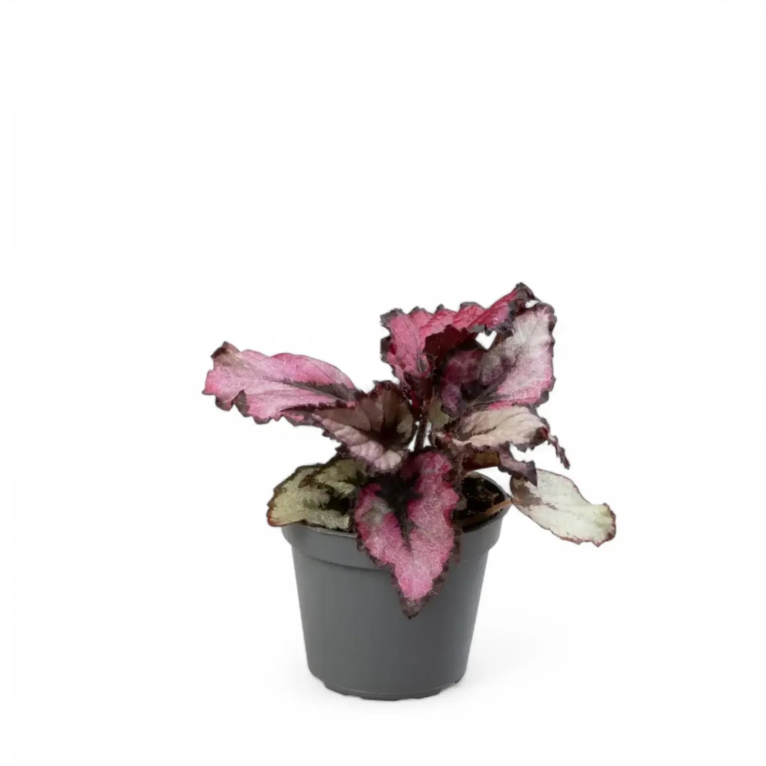 Begonia rex 'Red Heart' potted plant in nursery pot on white background.