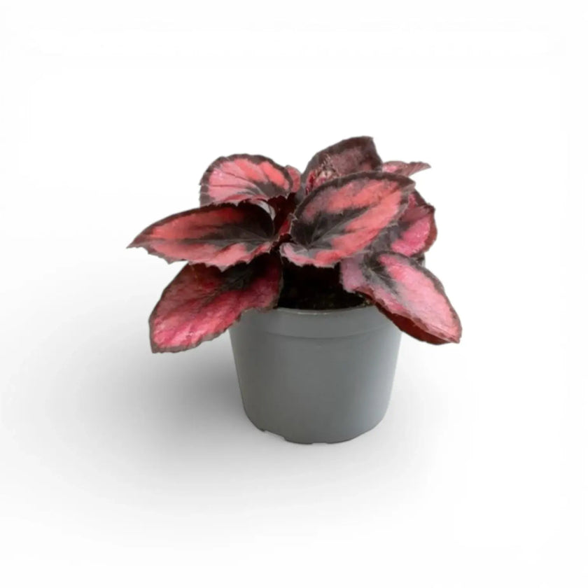 Begonia rex 'Red Kiss' potted plant in nursery pot on white background.