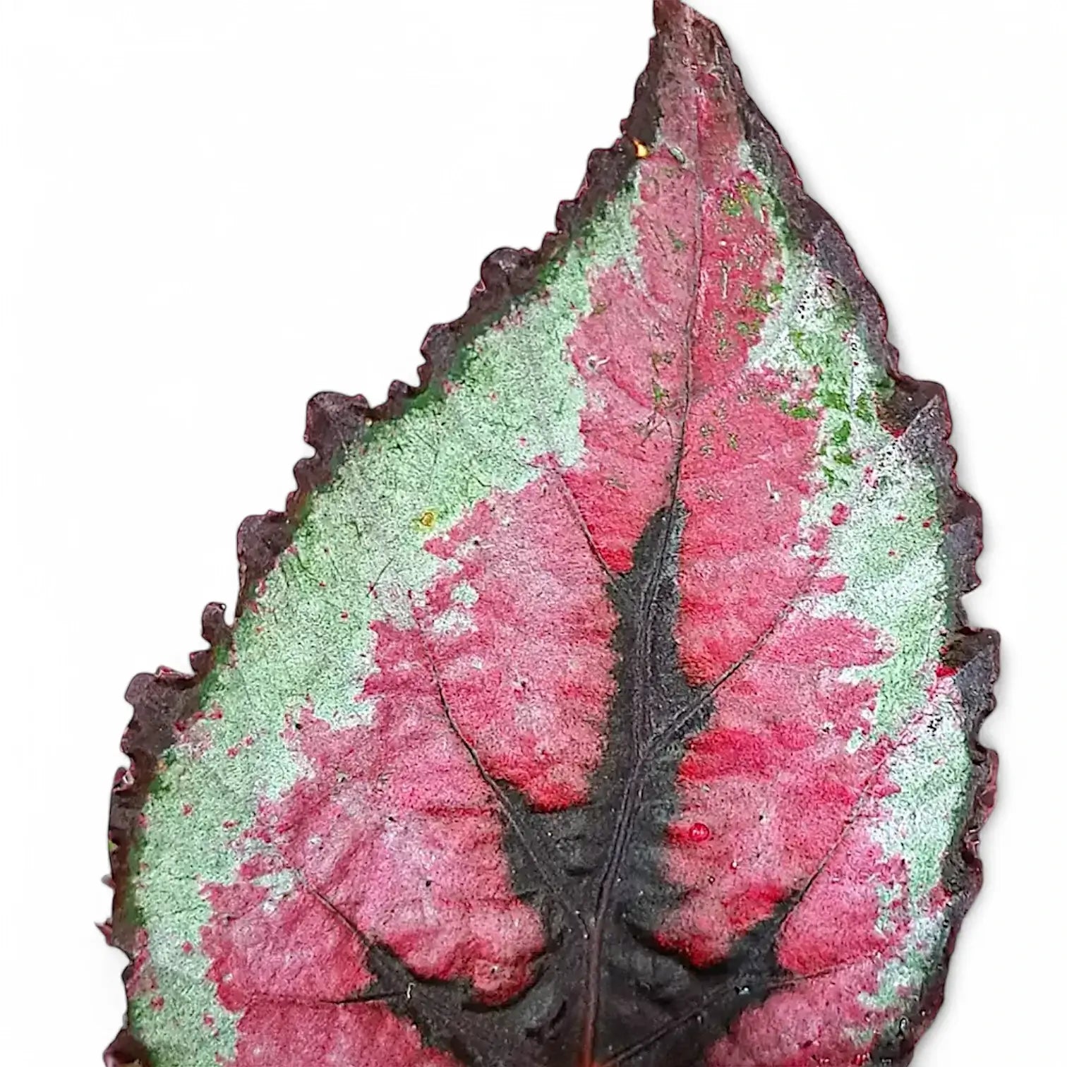 Begonia rex 'Red Tango' leaf detail on white background.